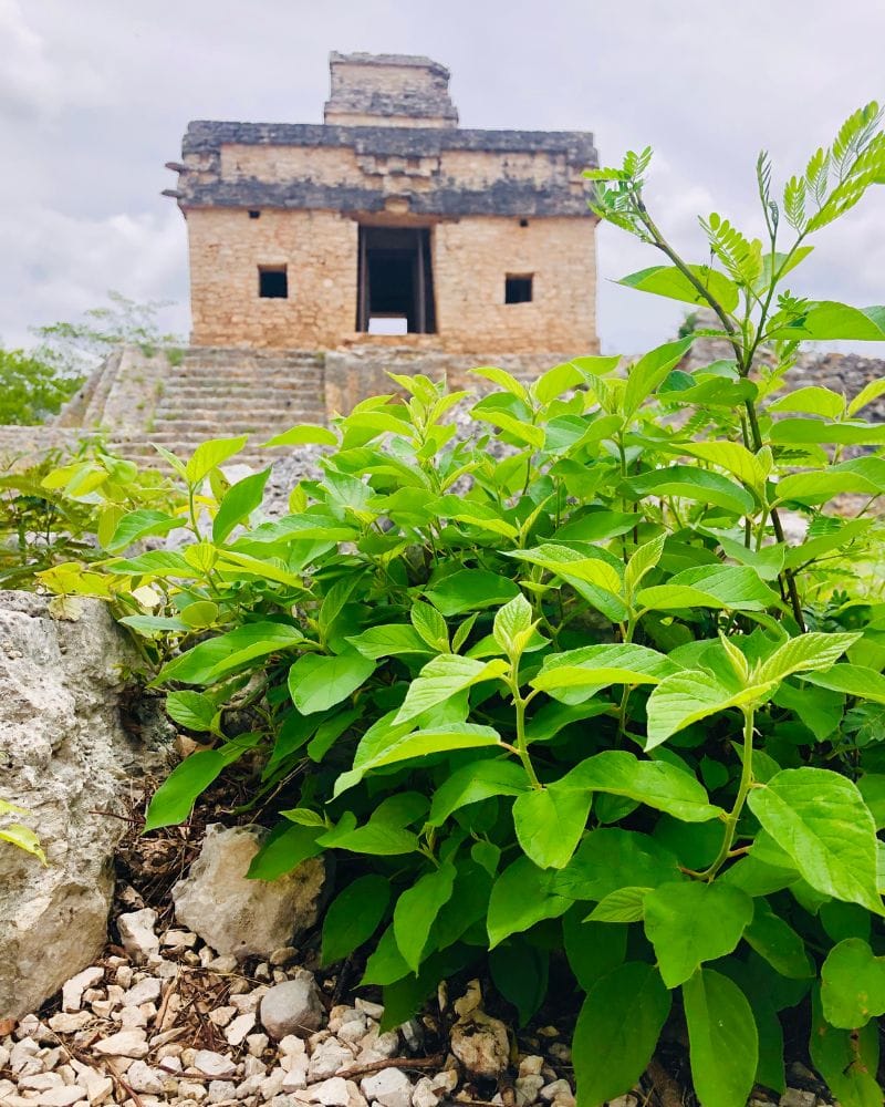 temple at Dzibilchaltun Mayan Ruins Mexico