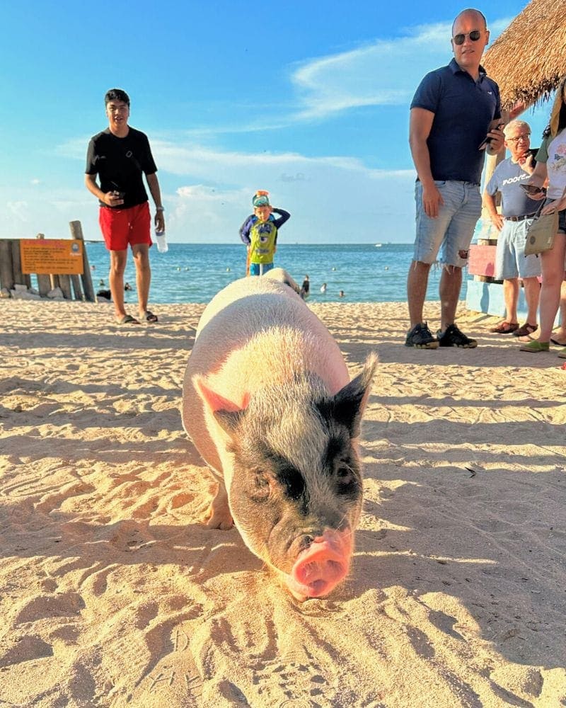 pig on the beach in Yucatan